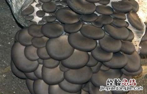 平菇春季管理技术 春季平菇管理要点