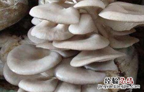 平菇春季管理技术 春季平菇管理要点