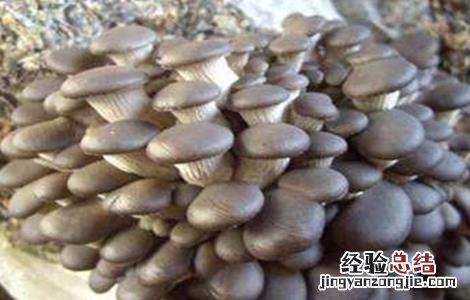 平菇春季管理技术 春季平菇管理要点