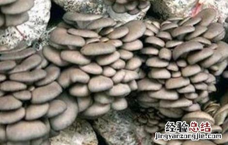 平菇春季管理技术 春季平菇管理要点