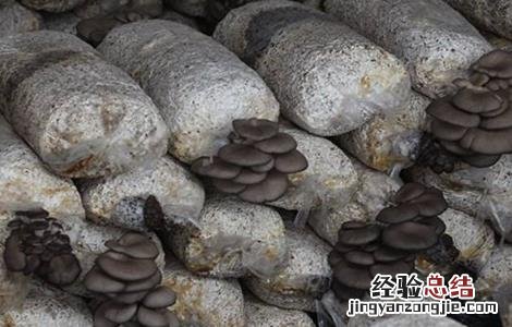 平菇春季管理技术 春季平菇管理要点