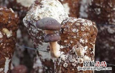 香菇催蕾常用方法 香菇快速催蕾技术