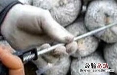香菇催蕾常用方法 香菇快速催蕾技术