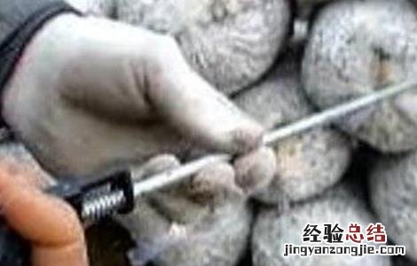 香菇催蕾常用方法 香菇快速催蕾技术