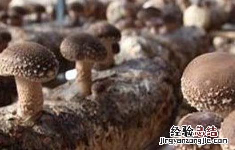 香菇催蕾常用方法 香菇快速催蕾技术
