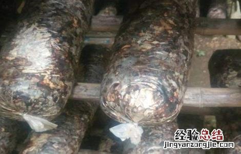 香菇菌棒转色失败怎么办 香菇菌棒怎样转色块