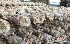 香菇菌棒转色失败怎么办 香菇菌棒怎样转色块