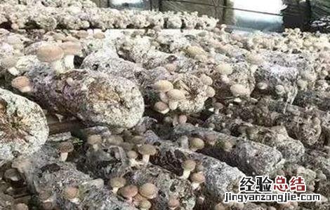 香菇菌棒转色失败怎么办 香菇菌棒怎样转色块