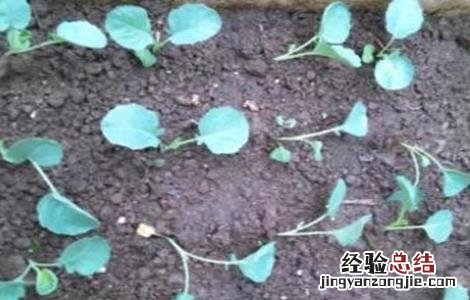 西兰花育苗技术 西兰花育苗技术培训