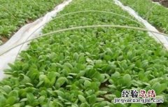 西兰花育苗技术 西兰花育苗技术培训