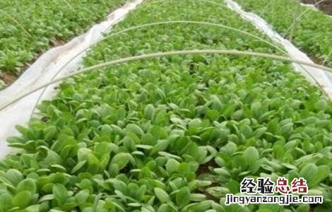 西兰花育苗技术 西兰花育苗技术培训