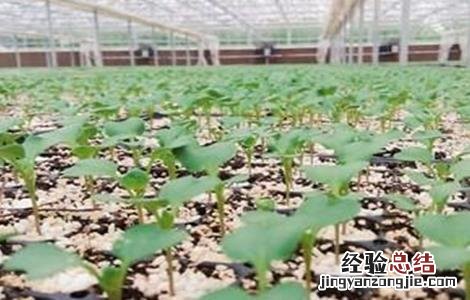 西兰花育苗技术 西兰花育苗技术培训