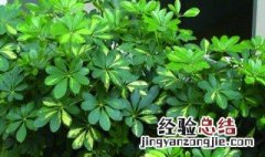 鸭掌木喜阴还是喜阳光 鸭掌木的养殖方法和注意事项