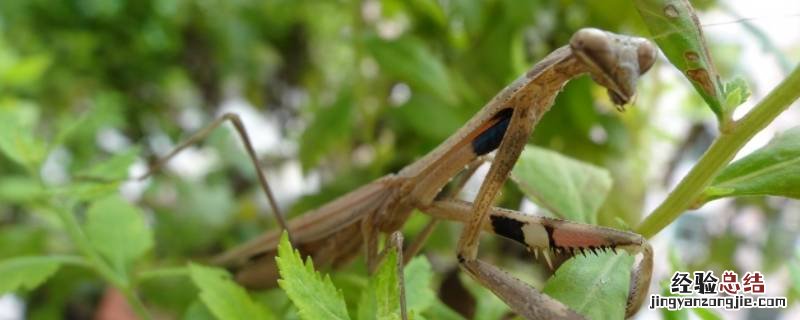灰色螳螂代表什么有什么寓意 灰色螳螂代表什么