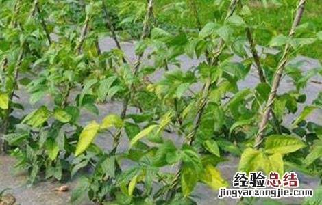 豆角施肥技术要点 豆角的施肥技术