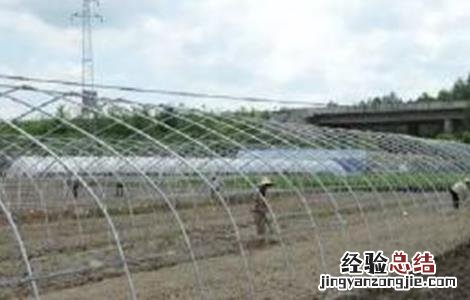 豆角施肥技术要点 豆角的施肥技术