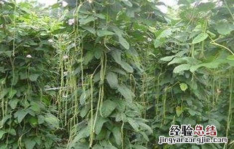 豆角施肥技术要点 豆角的施肥技术