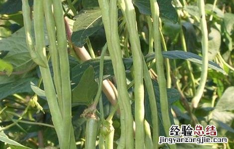 豆角施肥技术要点 豆角的施肥技术