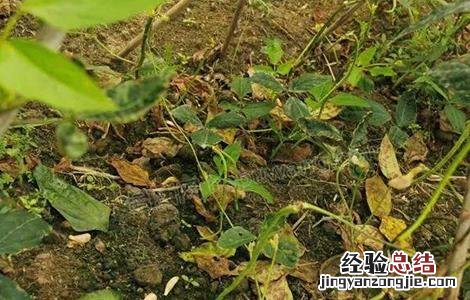 豆角叶片发黄怎么办 豆角叶片发黄的原因及防治方法