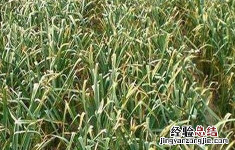 蒜苗主要病害的防治技术 蒜苗主要病害的防治技术是什么