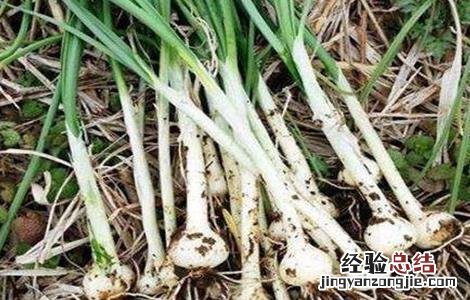 蒜苗主要病害的防治技术 蒜苗主要病害的防治技术是什么