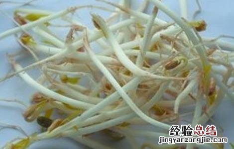 豆芽烧根的防治措施有哪些 豆芽烧根的防治措施