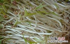 豆芽烧根的防治措施有哪些 豆芽烧根的防治措施