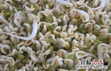 豆芽烧根的防治措施有哪些 豆芽烧根的防治措施