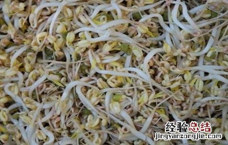 豆芽烧根的防治措施有哪些 豆芽烧根的防治措施