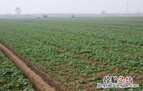 油菜春季田间管理技术措施 油菜春季田间管理技术