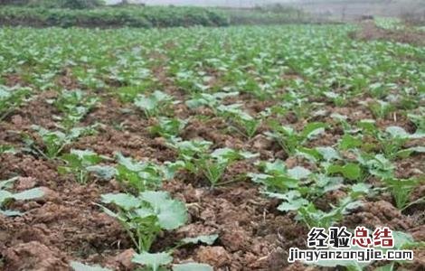 油菜春季田间管理技术措施 油菜春季田间管理技术