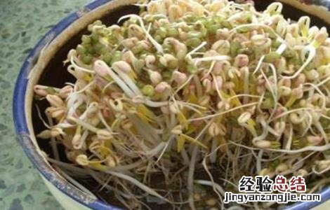 豆芽烂芽的原因及解决方法 豆芽烂芽的原因及解决方法图片