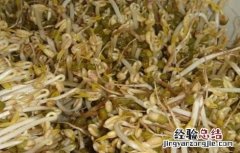 豆芽烂芽的原因及解决方法 豆芽烂芽的原因及解决方法图片