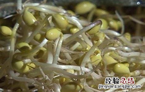 豆芽烂芽的原因及解决方法 豆芽烂芽的原因及解决方法图片