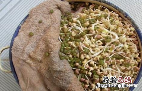 豆芽烂芽的原因及解决方法 豆芽烂芽的原因及解决方法图片