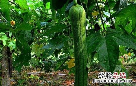 丝瓜的田间管理要点是什么 丝瓜的田间管理要点