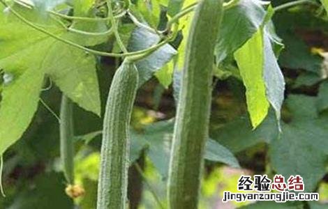 丝瓜的田间管理要点是什么 丝瓜的田间管理要点