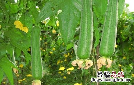 丝瓜的田间管理要点是什么 丝瓜的田间管理要点