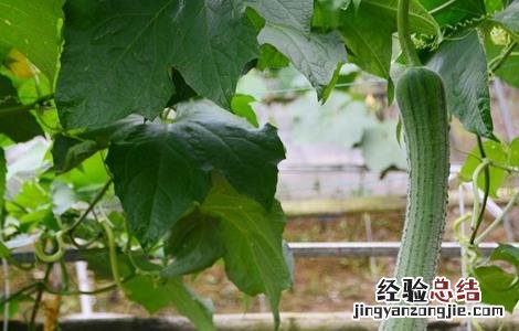丝瓜的田间管理要点是什么 丝瓜的田间管理要点