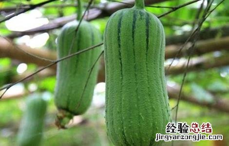 丝瓜的田间管理要点是什么 丝瓜的田间管理要点