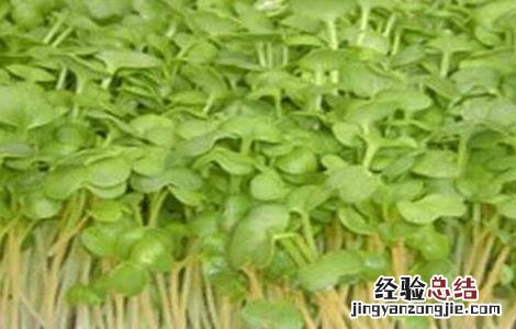 绿豆芽种植技术视频 绿豆芽种植技术