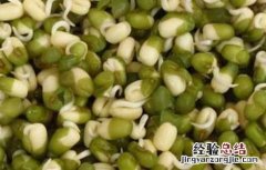 绿豆芽种植技术视频 绿豆芽种植技术