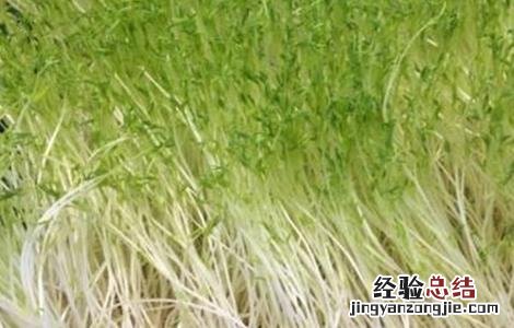 绿豆芽种植技术视频 绿豆芽种植技术
