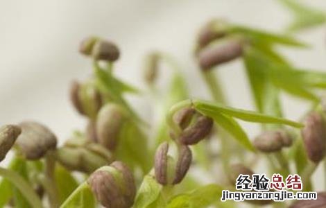 绿豆芽种植技术视频 绿豆芽种植技术