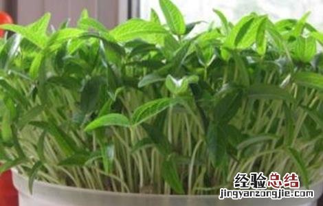绿豆芽种植技术视频 绿豆芽种植技术
