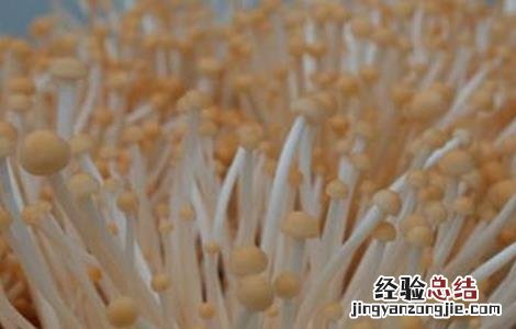 金针菇出菇期的水分管理 金针菇出菇期的水分管理方法