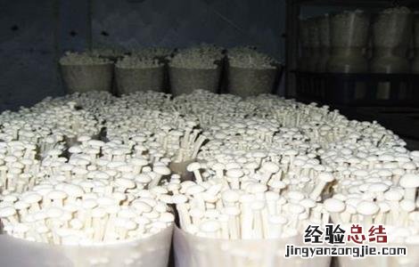金针菇出菇期的水分管理 金针菇出菇期的水分管理方法