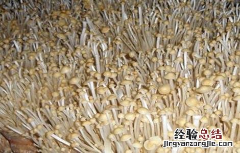 金针菇出菇期的水分管理 金针菇出菇期的水分管理方法