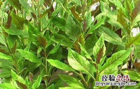 补血菜怎么种 补血菜怎么种植