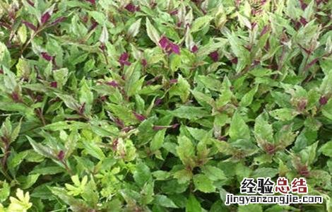 补血菜怎么种 补血菜怎么种植